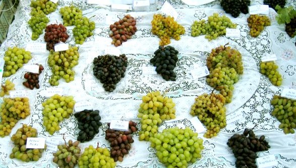 Культура винограда