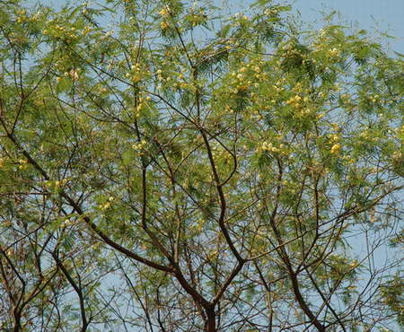 rosopis flexuosa in bloom